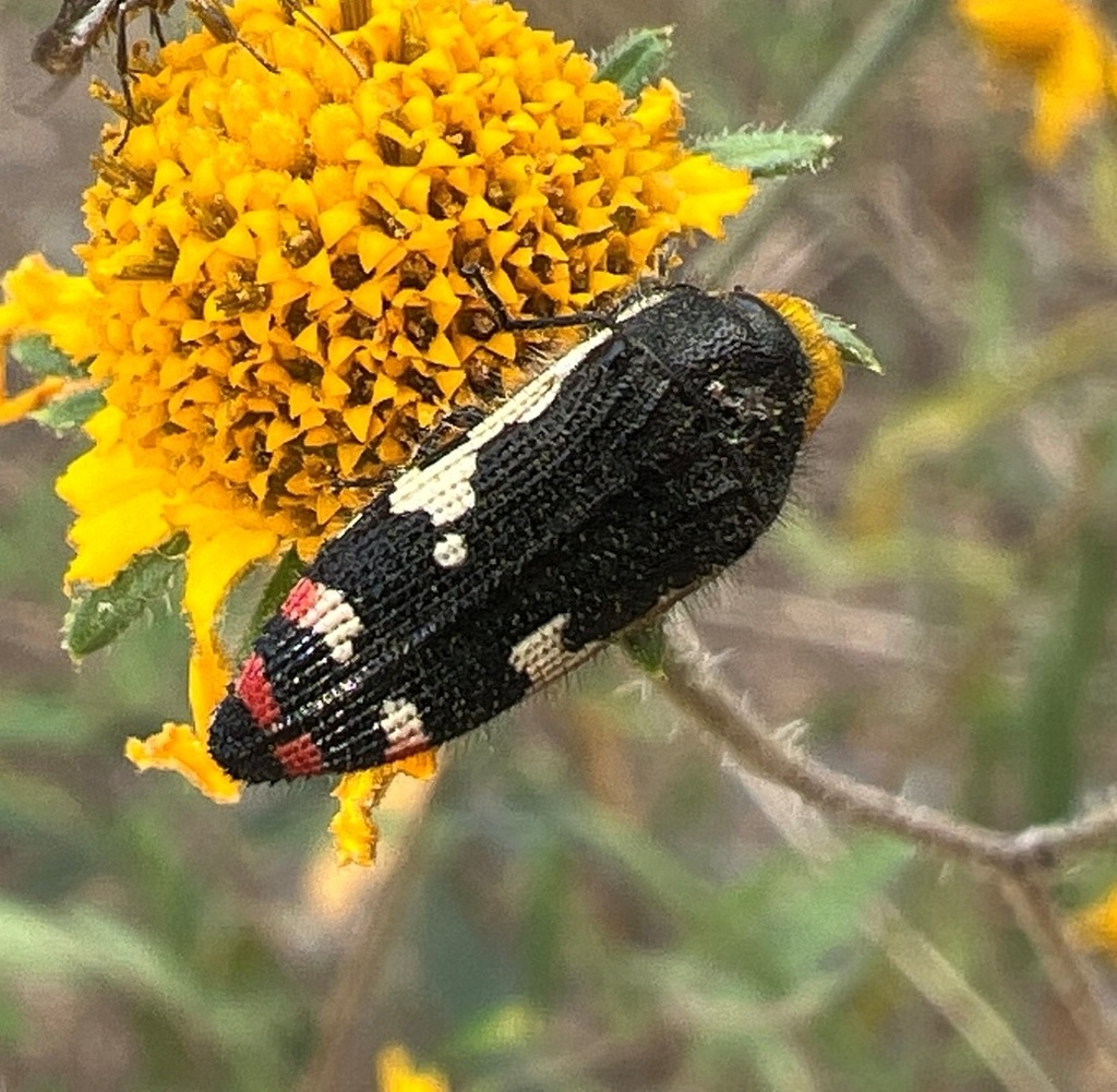 Acmaeodera amabilis
