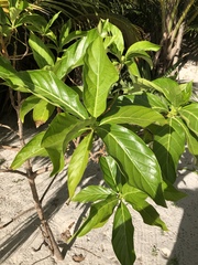 Morinda royoc