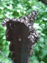 Oxycarenus hyalinipennis