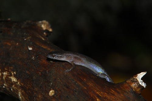 Lygisaurus novaeguineae observed 2009-01-08