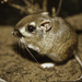 Heermann's Kangaroo Rat - Photo (c) Pacific Southwest Region USFWS, some rights reserved (CC BY)