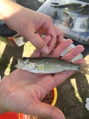 Micropterus treculii