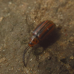 Disonycha bicarinata