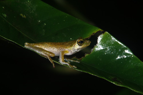 Litoria pronimia, 2009-01-09
