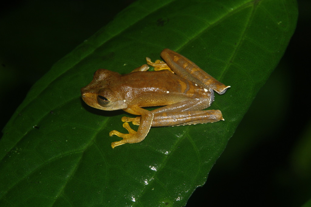 Spurred Big-eyed Treefrog (Nyctimystes pulcher)