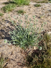 Cryptantha pterocarya