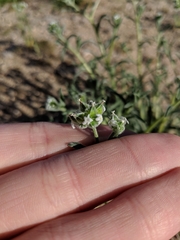Cryptantha pterocarya