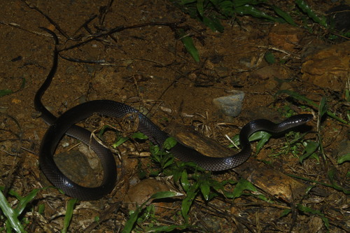Bird's Head Peninsula Groundsnake