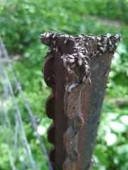 Oxycarenus hyalinipennis