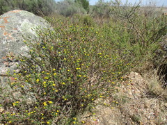 Marasmodes