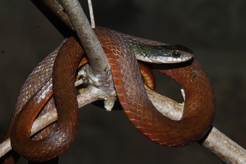 Photo of a Many-scaled Keelback (Tropidonophis multiscutellatus)