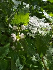 Lamium moschatum