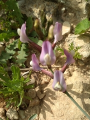 Astragalus sanctus