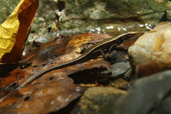 De Vis' Emo Skink photo 2