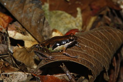Wandammen Mawatta Frog photo 2