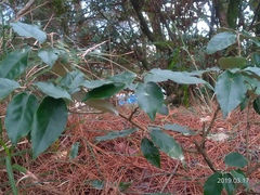 Elaeagnus glabra