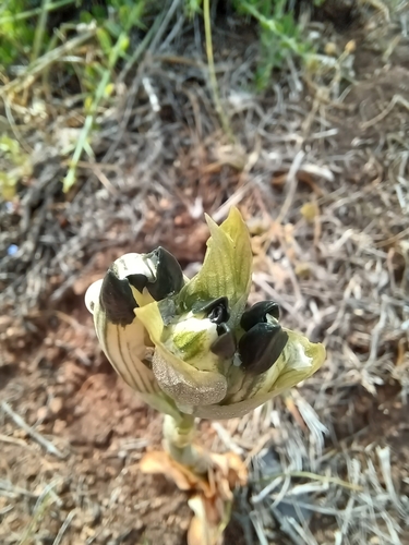 Image of Chloraea bletioides by (c) Álvaro Parra Valdivia, some rights reserved (CC BY)