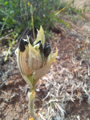 Image of Chloraea bletioides by (c) Álvaro Parra Valdivia, some rights reserved (CC BY)