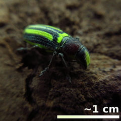 Enoplopactus ortizi