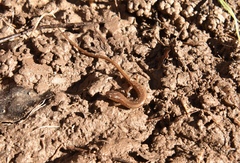 Eurycea chamberlaini