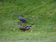 Columba livia domestica