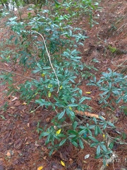 Daphne arisanensis