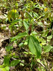 Trillium lancifolium