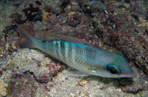Pearly Monocle Bream (Scolopsis margaritifera)