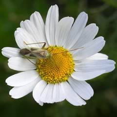 Adelphocoris lineolatus