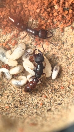 康巴点猛蚁Stigmatomma kangba