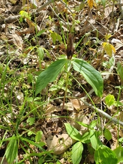 Trillium lancifolium