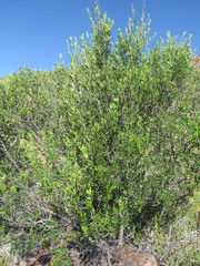 Fraxinus greggii