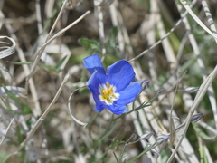 Giliastrum insigne