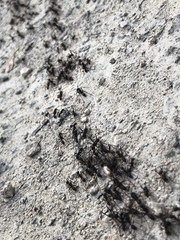 Eciton burchellii parvispinum