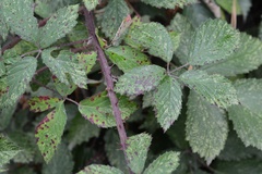 Phragmidium violaceum