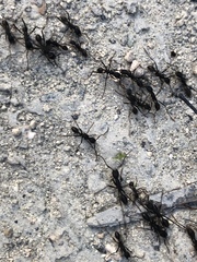 Eciton burchellii parvispinum