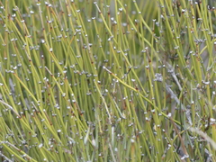 Ephedra aspera