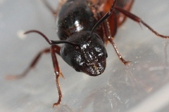 Camponotus dumetorum