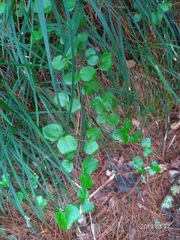 Viburnum parvifolium
