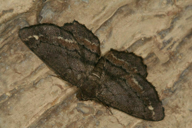 Brenda's Hypagyrtis Moth
