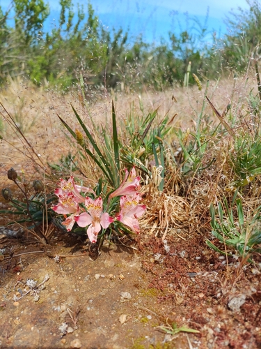 Alstroemeria recumbens (Alstroemeria recumbens)