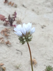 Gilia capitata abrotanifolia