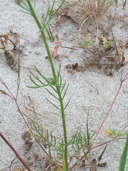 Gilia capitata abrotanifolia