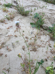 Gilia capitata abrotanifolia