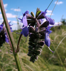 Salvia nutans