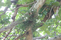 Brassavola nodosa image