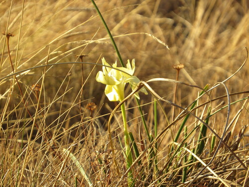 Moraea robusta