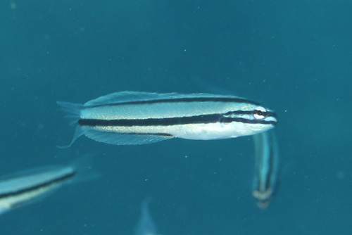 Doublepore fangblenny (Meiacanthus ditrema) — Blenniidae — 3