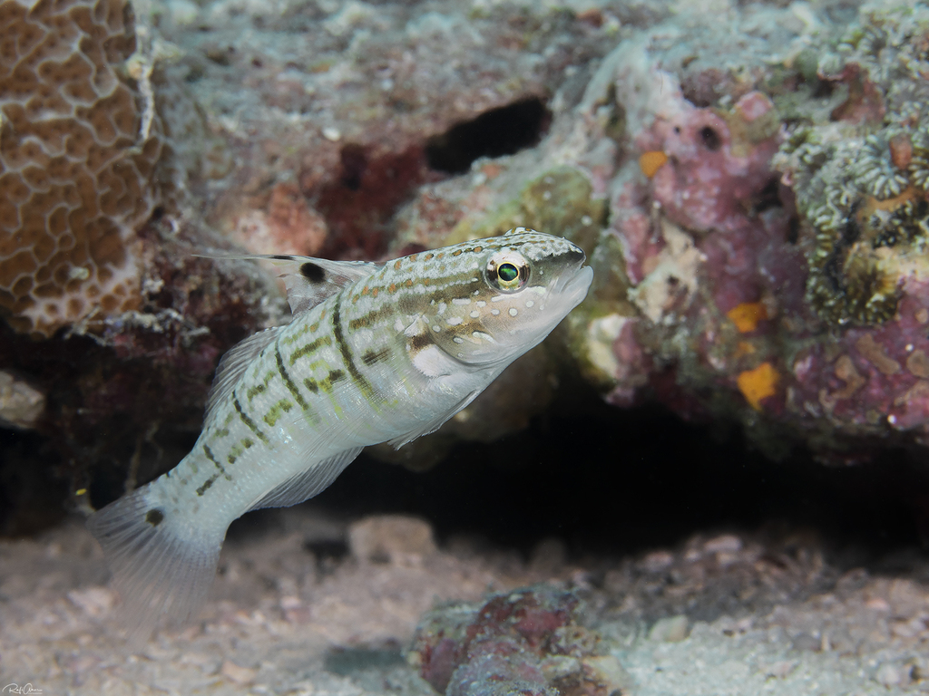 Halfbarred Goby