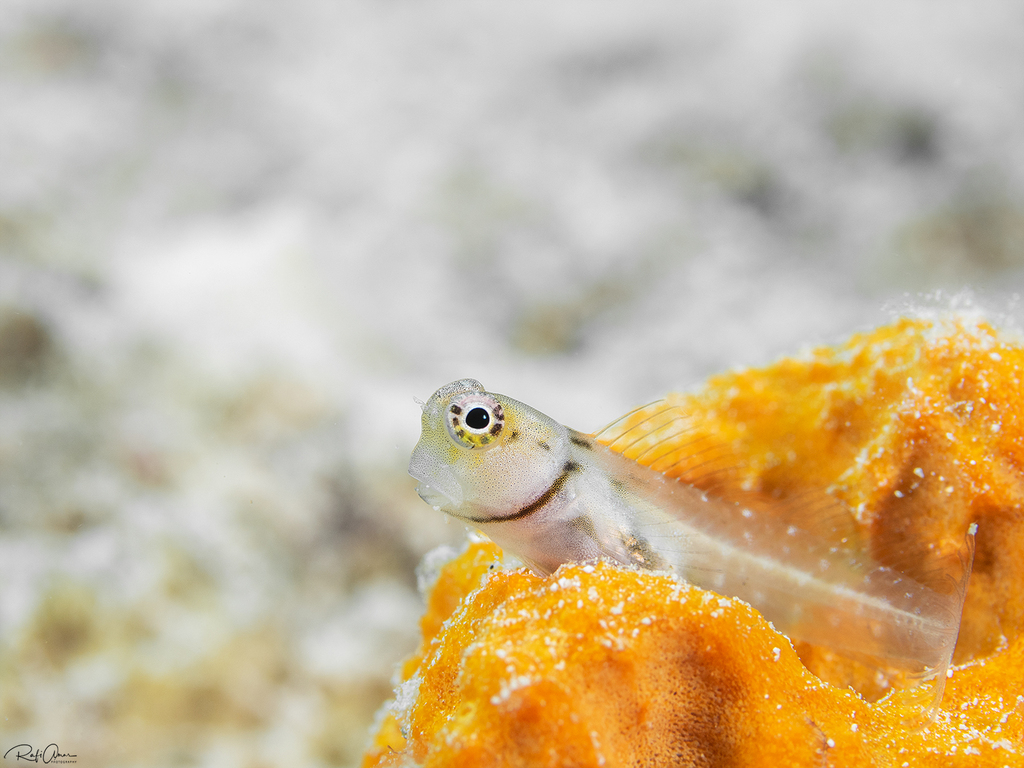 Little Combtooth Blenny